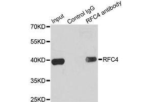 Immunoprecipitation analysis of 200ug extracts of K562 cells using 1ug RFC4 antibody. (RFC4 抗体)