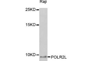 Western blot analysis of extracts of Raji cell line, using POLR2L antibody. (POLR2L 抗体  (AA 1-67))
