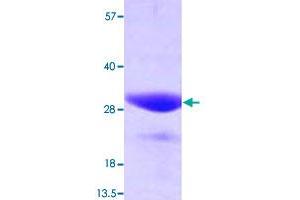 Image no. 1 for FK506 Binding Protein 3, 25kDa (FKBP3) (AA 1-224) (Active) protein (ABIN5570419) (FKBP3 Protein (AA 1-224))