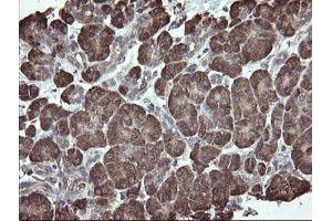 Image no. 4 for anti-Protein Disulfide Isomerase Family A, Member 3 (PDIA3) antibody (ABIN1498107)