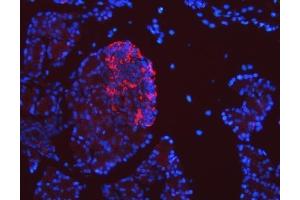 IF analysis of SEL1L using anti-SEL1L antibody (ABIN7599665).