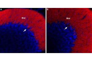 Expression of CACNA1G in rat and mouse cerebellum - Immunohistochemical staining of mouse (A) and rat (B) cerebellum using Anti-CACNA1G (CaV3.
