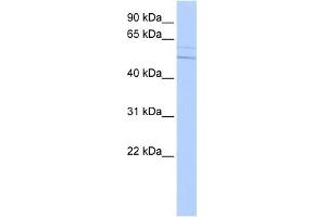 WB Suggested Anti-KCNC4 Antibody Titration:  0. (Kv3.4 抗体  (Middle Region))