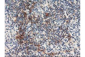 Immunohistochemistry (IHC) image for anti-N-Acyl Phosphatidylethanolamine phospholipase D (NAPEPLD) antibody (ABIN1499646) (NAPEPLD 抗体)