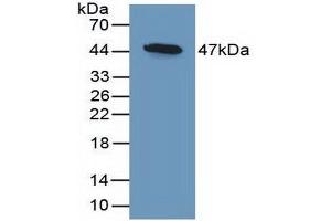 Figure. (DKK3 抗体  (AA 23-349))