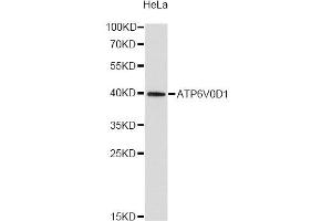 Western blot analysis of extracts of HeLa cells, using ATP6V0D1 antibody (ABIN1871170) at 1:2000 dilution. (ATP6V0D1 抗体)