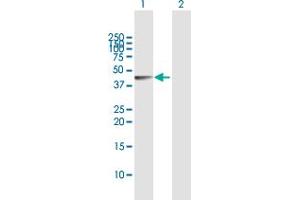 Western Blot analysis of SPHK1 expression in transfected 293T cell line by SPHK1 MaxPab polyclonal antibody.