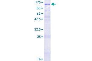 GRIK3 Protein (AA 1-919) (GST tag)