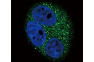 Confocal immunofluorescent analysis of CD14 antibody with A549 cells followed by Alexa Fluor 488-conjugated goat anti-rabbit lgG (green). (CD14 抗体  (AA 54-83))