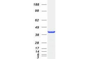Western Blotting (WB) image for ADP-Ribosylation Factor Interacting Protein 2 (ARFIP2) protein (Myc-DYKDDDDK Tag) (ABIN2714860)