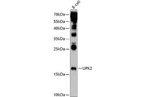 Western blot analysis of extracts of B-cell cells, using UPK2 antibody (ABIN6128905, ABIN6149948, ABIN6149949 and ABIN6214997) at 1:1000 dilution. (Uroplakin 2 抗体  (AA 85-155))