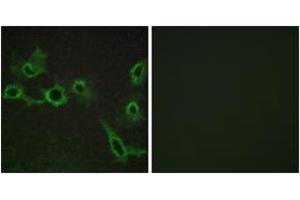 Immunofluorescence analysis of COS7 cells, using HTR7 Antibody. (HTR7 抗体  (AA 391-440))