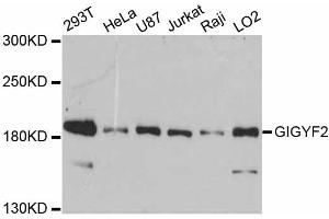 Western blot analysis of extracts of various cell lines, using GIGYF2 antibody (ABIN5997790) at 1:3000 dilution. (GIGYF2 抗体)