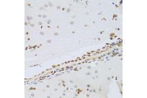 Immunohistochemistry of paraffin-embedded mouse brain using HMGB1 Antibody. (HMGB1 抗体  (AA 100-200))