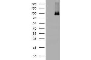 Image no. 8 for anti-Nibrin (NBN) (AA 461-754) antibody (ABIN1491540) (Nibrin 抗体  (AA 461-754))