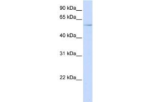 WB Suggested Anti-RIPK3 Antibody Titration:  0. (RIPK3 抗体  (N-Term))