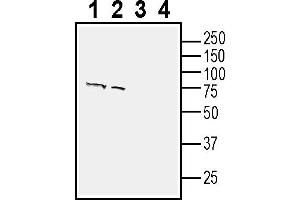 Western blot analysis of human SH-SY5Y neuroblastoma cell line lysate (lanes 1 and 3) and human  retinal pigmental epithelia cell line lysate (lanes 2 and 4):1-2. (SV2A 抗体  (Intracellular))