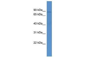 Western Blotting (WB) image for anti-ATP-Binding Cassette, Sub-Family B (MDR/TAP), Member 10 (ABCB10) (N-Term) antibody (ABIN928026)