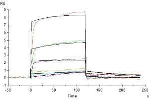 Surface Plasmon Resonance (SPR) image for Interleukin 20 (IL20) (AA 25-176) protein (His tag) (ABIN7274930)