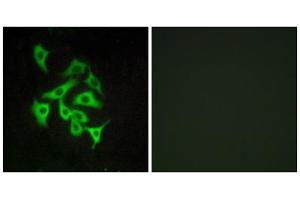 Immunofluorescence analysis of A549 cells, using GPR100 antibody. (RXFP4 抗体  (C-Term))