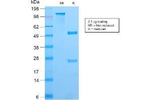 SDS-PAGE Analysis Purified PAX8 Recombinant Rabbit Monoclonal Antibody (PAX8/2774R). (Recombinant PAX8 抗体  (AA 60-261))