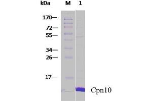 SDS-PAGE of 10 kDa human Cpn10 protein (ABIN1686729, ABIN1686730 and ABIN1686731). (HSPE1 蛋白)