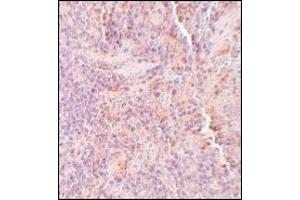 AP20066PU-N SQSTM1 antibody staining of Rat Spleen tissue by Immunohistochemistry at 5 μg/ml. (SQSTM1 抗体  (C-Term))