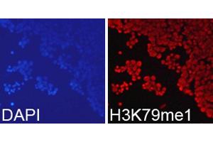Immunofluorescence (IF) image for anti-Histone 3 (H3) (H3K79me) antibody (ABIN3023272)