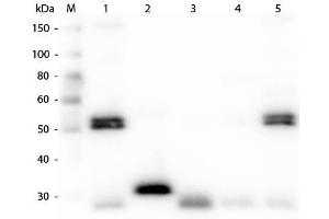 Western Blot of Anti-Rat IgG (H&L) (CHICKEN) Antibody . (小鸡 anti-大鼠 IgG (Heavy & Light Chain) Antibody (FITC) - Preadsorbed)