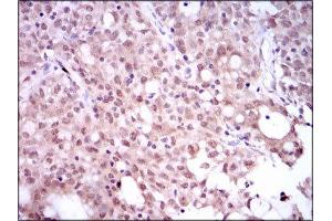 Immunohistochemistry (IHC) image for anti-Sex Determining Region Y (SRY) (AA 1-204) antibody (ABIN1846456) (SRY 抗体  (AA 1-204))
