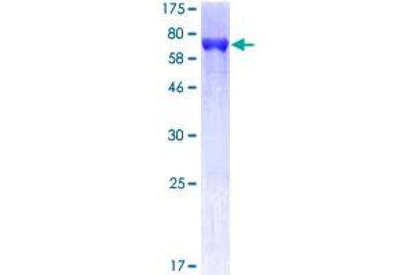 APOA4 Protein (AA 1-396) (GST tag)