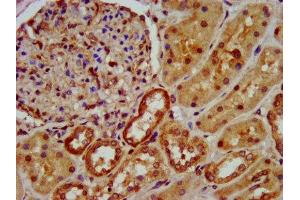 IHC image of ABIN7162352 diluted at 1:600 and staining in paraffin-embedded human kidney tissue performed on a Leica BondTM system. (OCC-1 抗体  (AA 1-63))