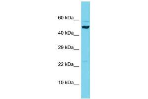 Western Blotting (WB) image for anti-Scavenger Receptor Class B, Member 2 (SCARB2) (C-Term) antibody (ABIN2505185) (SCARB2 抗体  (C-Term))