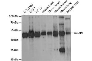 Western blot analysis of extracts of various cell lines, using ACOT9 antibody (ABIN6291385) at 1:1000 dilution. (ACOT9 抗体)