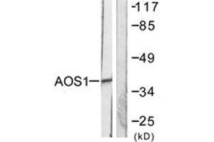Western blot analysis of extracts from 293 cells, using AOS1 Antibody. (SAE1 抗体  (AA 221-270))