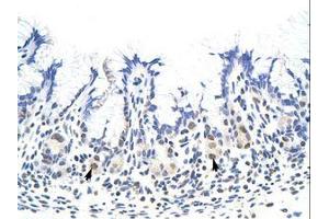 Image no. 1 for anti-Heterogeneous Nuclear Ribonucleoprotein A1 (HNRNPA1) (N-Term) antibody (ABIN203053) (HNRNPA1 抗体  (N-Term))