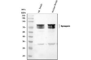 anti-Synapsin I (SYN1) (AA 662-705), (C-Term) antibody
