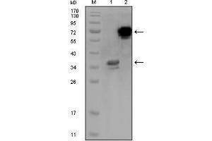 Western blot analysis using HPS1 mouse mAb against truncated HPS1 recombinant protein (1) and HPS1-hIgGFc transfected CHO-K1 cell lysate (2). (HPS1 抗体)