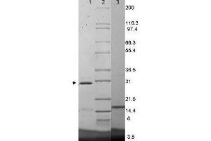 IL17F Mouse Cytokine-SDS-PAGE Bands corresponding to recombinant IL17F Mouse Cytokine show where 1µg was loaded in lane 1 (unreduced, arrowhead) and lane 3 (reduced). (IL17F 蛋白)