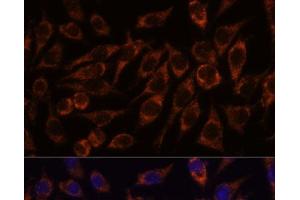Immunofluorescence analysis of L929 cells using PYCR2 Polyclonal Antibody at dilution of 1:100. (PYCR2 抗体)