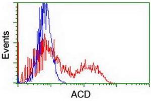 HEK293T cells transfected with either RC204381 overexpress plasmid (Red) or empty vector control plasmid (Blue) were immunostained by anti-ACD antibody (ABIN2455628), and then analyzed by flow cytometry. (ACD 抗体)