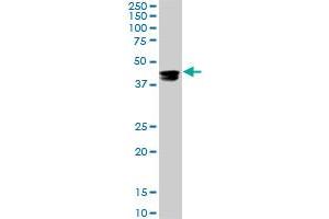 Western Blotting (WB) image for anti-Cytidine Monophosphate N-Acetylneuraminic Acid Synthetase (CMAS) (AA 164-264) antibody (ABIN466224) (CMAS 抗体  (AA 164-264))