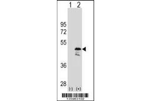 Western blot analysis of OLA1 using rabbit polyclonal OLA1 Antibody using 293 cell lysates (2 ug/lane) either nontransfected (Lane 1) or transiently transfected (Lane 2) with the OLA1 gene. (OLA1 抗体  (N-Term))