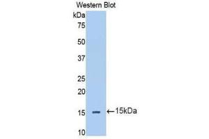 Western Blotting (WB) image for anti-Interleukin 13 Receptor, alpha 2 (IL13RA2) (AA 238-334) antibody (ABIN1174865) (IL13RA2 抗体  (AA 238-334))