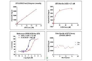 Screening Assay (ScA) image for Lysine (K)-Specific Demethylase 6A (KDM6A) protein (DYKDDDDK Tag) (ABIN2669708)