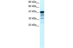 WB Suggested Anti-POU2F3 Antibody Titration:  0. (POU2F3 抗体  (N-Term))