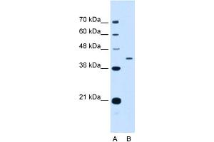 WB Suggested Anti-APOH Antibody Titration:  0. (APOH 抗体  (N-Term))