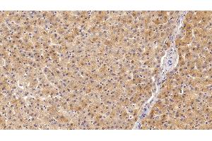 Detection of IGF1 in Porcine Liver Tissue using Polyclonal Antibody to Insulin Like Growth Factor 1 (IGF1)