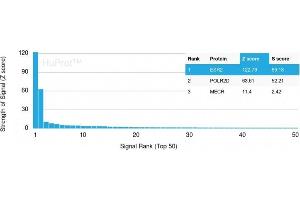 Analysis of Protein Array containing more than 19,000 full-length human proteins using Estrogen Receptor beta-1 Mouse Monoclonal Antibody (ESR2/3207) Z- and S- Score: The Z-score represents the strength of a signal that a monoclonal antibody (MAb) (in combination with a fluorescently-tagged anti-IgG secondary antibody) produces when binding to a particular protein on the HuProtTM array. (ESR2 抗体)