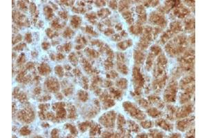 IHC testing of FFPE human pancreas with Elastase 3B antibody (clone CELA3B/1257). (Elastase 3B 抗体  (AA 82-238))